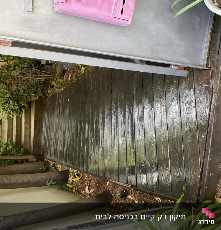 שביל עץ רטוב עם צמחייה מסביב